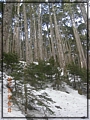 2011-03-08 08-02-41-黑森林踏雪行.JPG